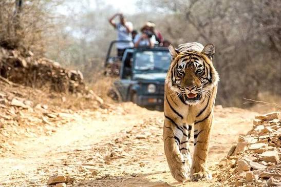 Jaipur to Ranthambore